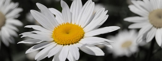 She Loves Me – She Loves Me Not!